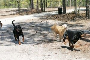Dogs running along a paved path